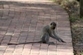 Monkey playing with an insect in the savanna